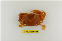 藏品(鋸緣青蟳)的圖片